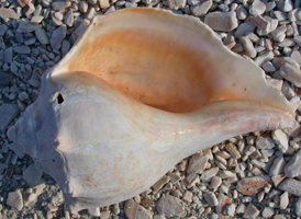 Knobbed Whelk